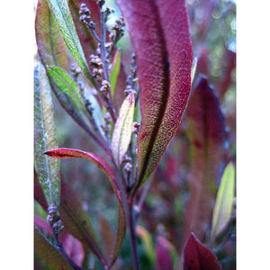 Dodonea Viscosa Purpurea ‘Purple Sticky Hop Bush’ Seeds