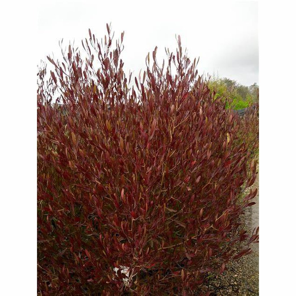 Dodonea Viscosa Purpurea ‘Purple Sticky Hop Bush’ Seeds – D&H Seed ...