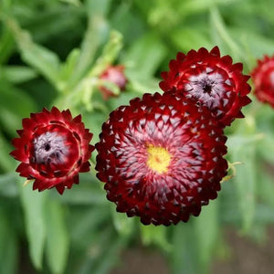 SAMPLE SIZE Everlasting Paper Daisy Strawflower 'Purple/Red Magenta' Seeds