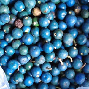 Elaeocarpus Grandis ’Blue Quandong' Seeds