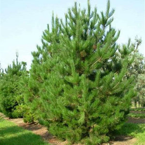 Pinus Radiata 'Christmas Tree Pine' Seeds