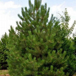 Pinus Radiata 'Christmas Tree Pine' Seeds
