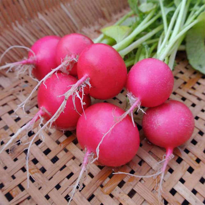 Radish 'Pink Celebration ' Seeds