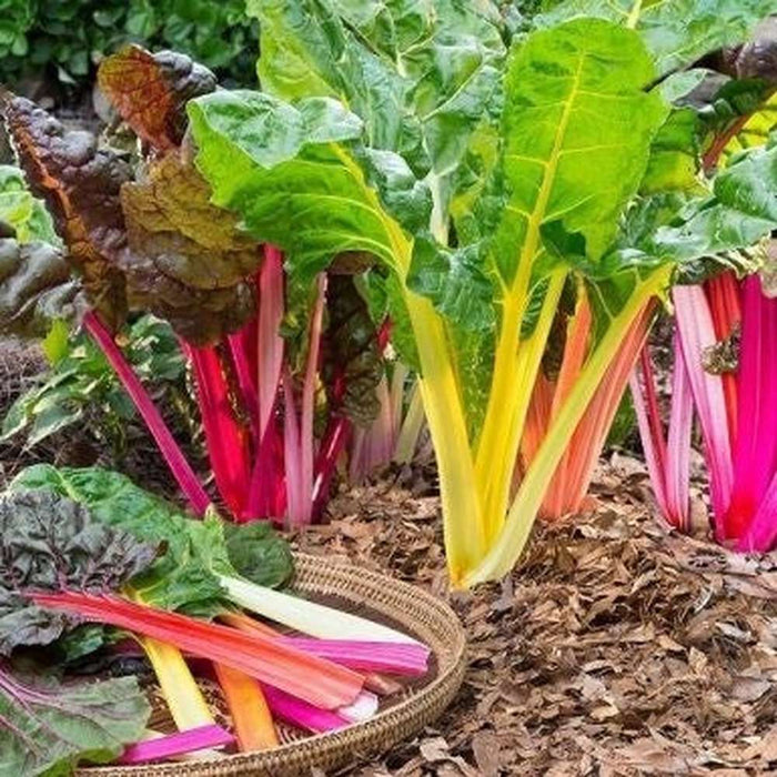 Silverbeet 'Swiss Chard Rainbow' Seeds