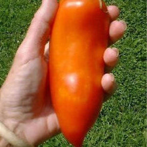 Tomato 'Heirloom Ram's Horn' Seeds