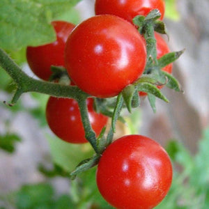 Tomato 'Red Cloud' Seeds