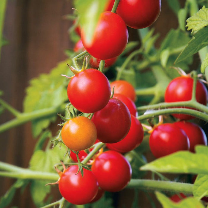 Tomato 'Red Cloud' Seeds