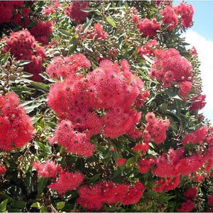 Corymbia Ficifolia 'Red Flowering Gum' Seeds