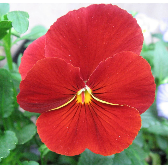 Pansy 'Clear Crystal Red' Seeds