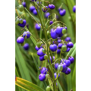 Dianella Revoluta 'Blueberry Lily' Seeds
