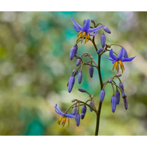 Dianella Revoluta 'Blueberry Lily' Seeds