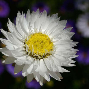 xerochrysum bracteatum 'White Everlasting Paper Daisy'