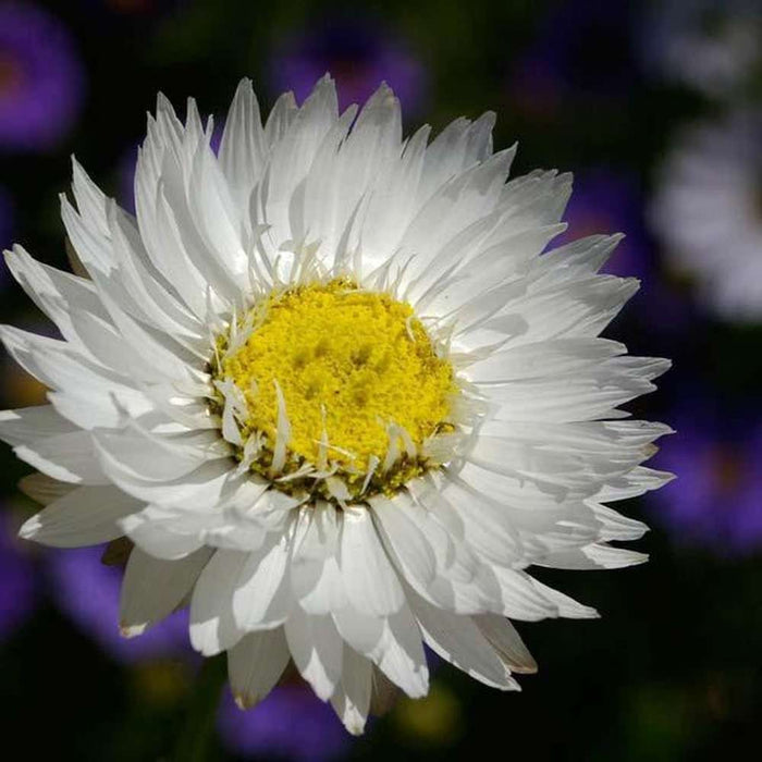 SAMPLE SIZE  'White Everlasting Paper Daisy'