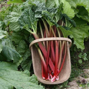 Rhubarb 'Giant Victoria' Seeds