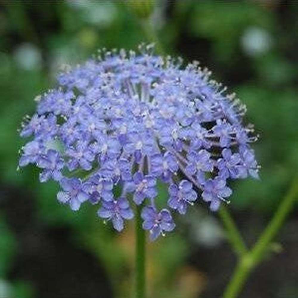 Rottnest Daisy Trachymene Coerulea 'Blue Lace Flower' Seeds – D&H Seed ...