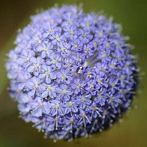 blue lace flower seeds Rottnest Daisy Trachymene Coerulea 'Blue Lace Flower' Seeds – D&H Seed Harvest Co