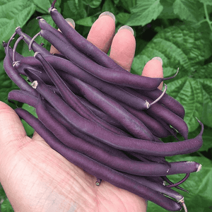 Bean 'Royal Burgandy' Seeds