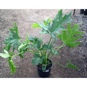 Philodendron Roystonii 'Compacta' Seeds