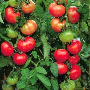 Tomato 'Saint Pierre' Seeds