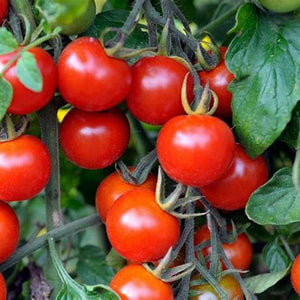 Tomato 'Salad Special' Seeds