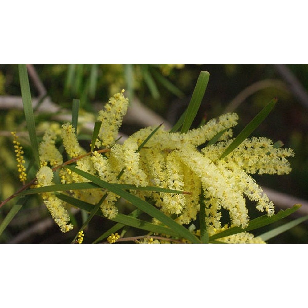 Acacia Floribunda Sallow Wattle Seeds D H Seed Harvest Co Acacia Floribunda Sallow Wattle Seeds D H Seed Harvest Co