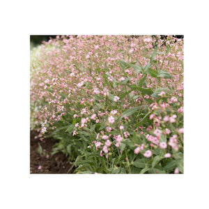 Saponaria 'Pink Beauty' Seeds