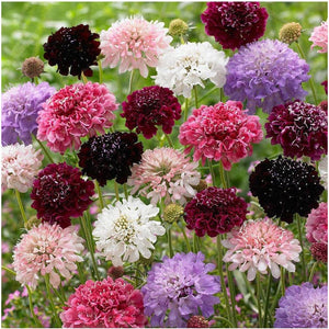 Scabiosa ‘Tall Double Flower Mixed’ Seeds