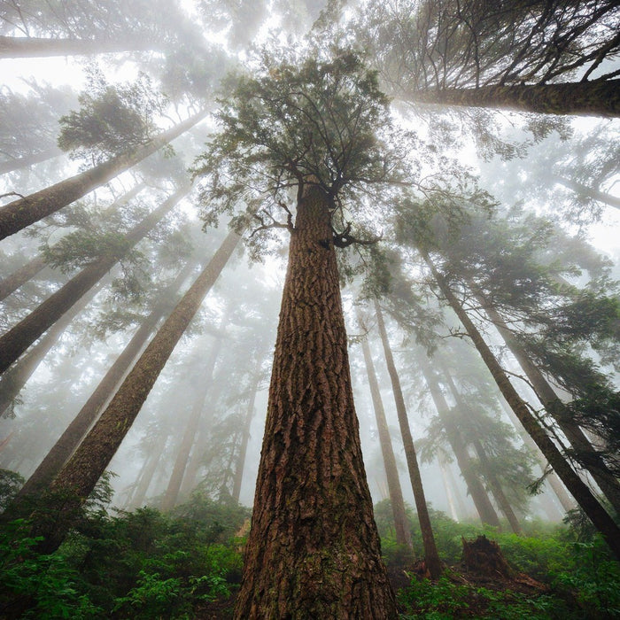 Sequoia Gigantica 'Giant Redwood' Seeds