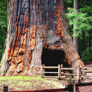 Sequoia Gigantica 'Giant Redwood' Seeds
