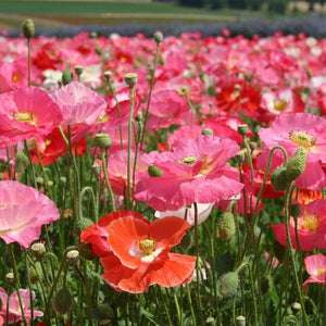 Poppy 'Double Shirley Mix' Seeds