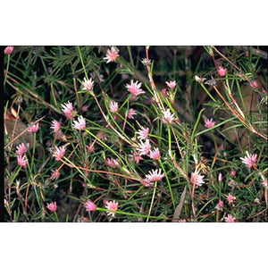 Laxmannia gracilis 'Slender Wire Lily' Seeds