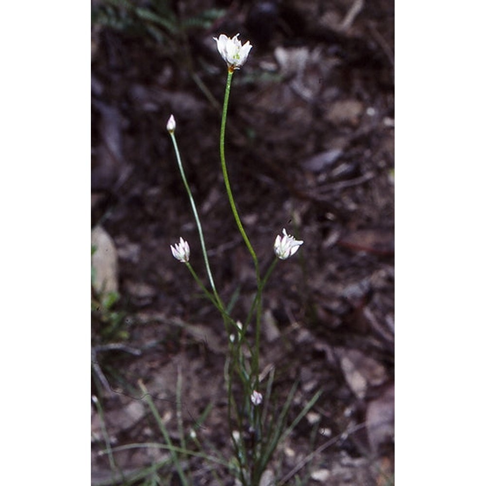 Laxmannia gracilis 'Slender Wire Lily' Seeds – D&H Seed Harvest Co