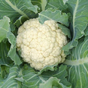 Cauliflower 'Heirloom Snowball' Seeds