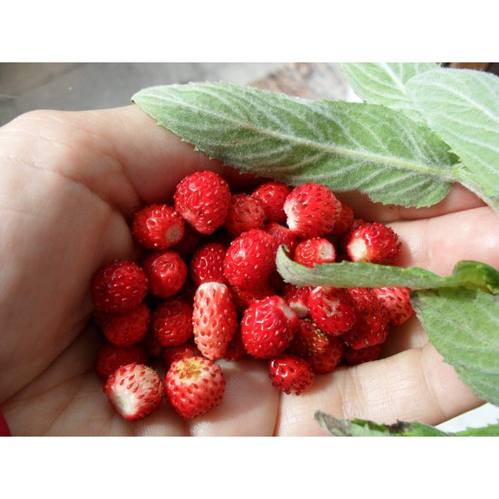 Strawberry ‘Baron Solemacher’ Seeds