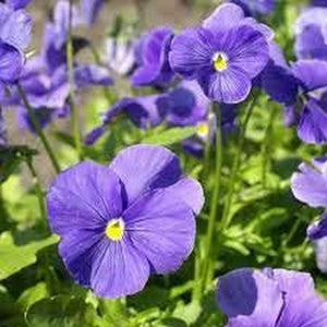 Pansy 'Clear Crystal Space Blue' Seeds