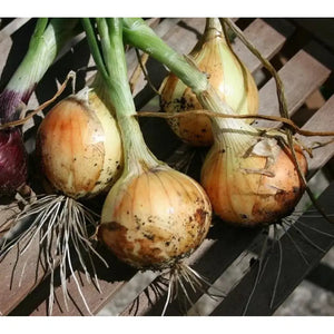 Yellow Onion 'Spanish' Seeds