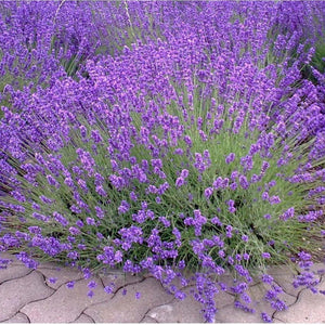 Lavender 'Spica' Seeds