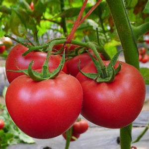 Tomato 'Stroblee' Seeds