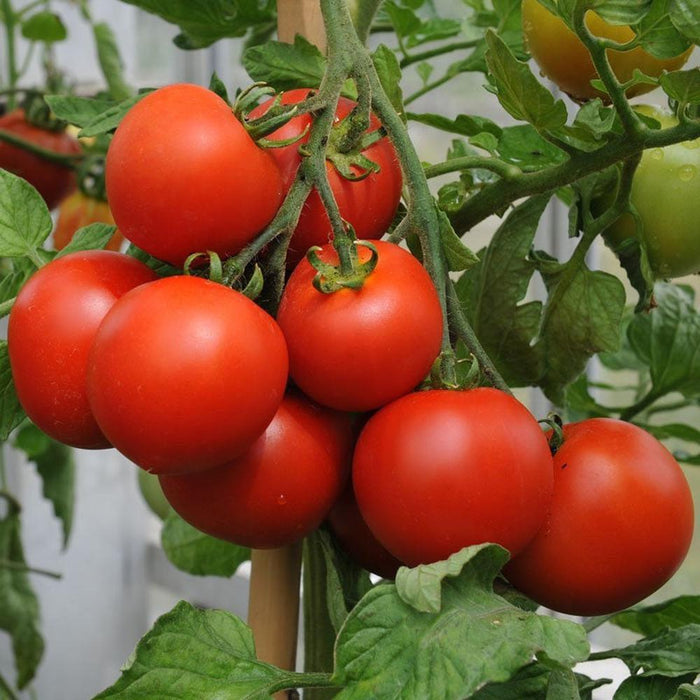 Tomato 'Stroblee' Seeds