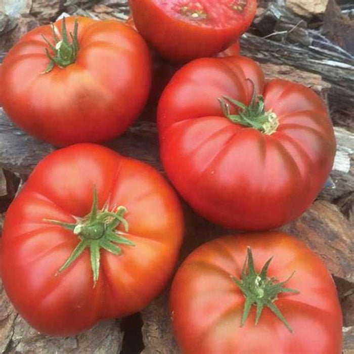Tomato 'Stuffing' Seeds