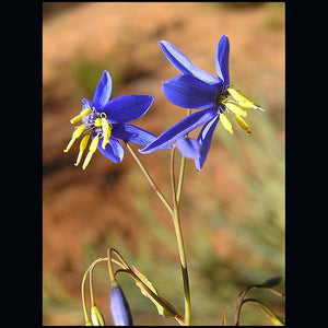 Stypandra Glauca 'Graceful Blue Lily' Seeds