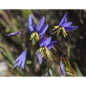 Stypandra Glauca 'Graceful Blue Lily' Seeds