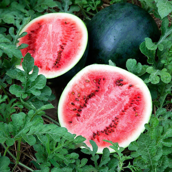 Watermelon 'Sugar Baby' Seeds