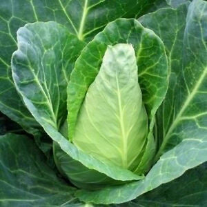 Cabbage 'Sugarloaf' Seeds