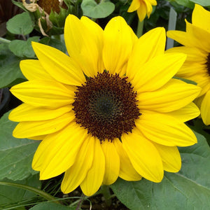 Sunflower Seed Mix - 6 Varieties In One Packet
