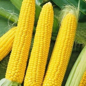 Corn 'Sweet Legacy' Treated Seeds