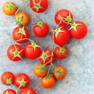 Tomato 'Sweet Marbles' Seeds