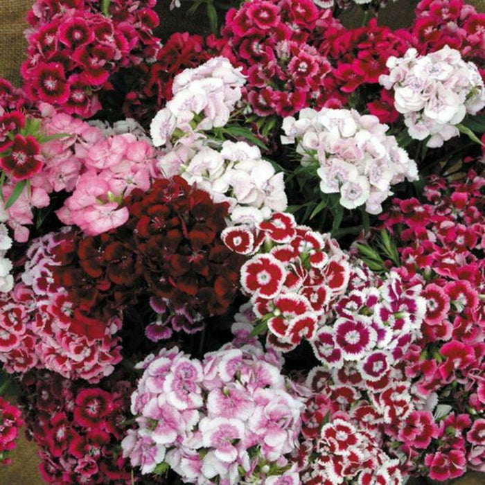 Sweet William 'Tall Double Mix' Seeds