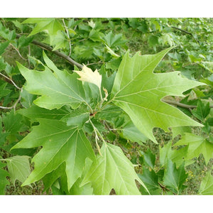 Platanus Orientalis 'Sycamore Tree' Seeds