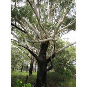 Eucalyptus Saligna 'Sydney Blue Gum' Seeds